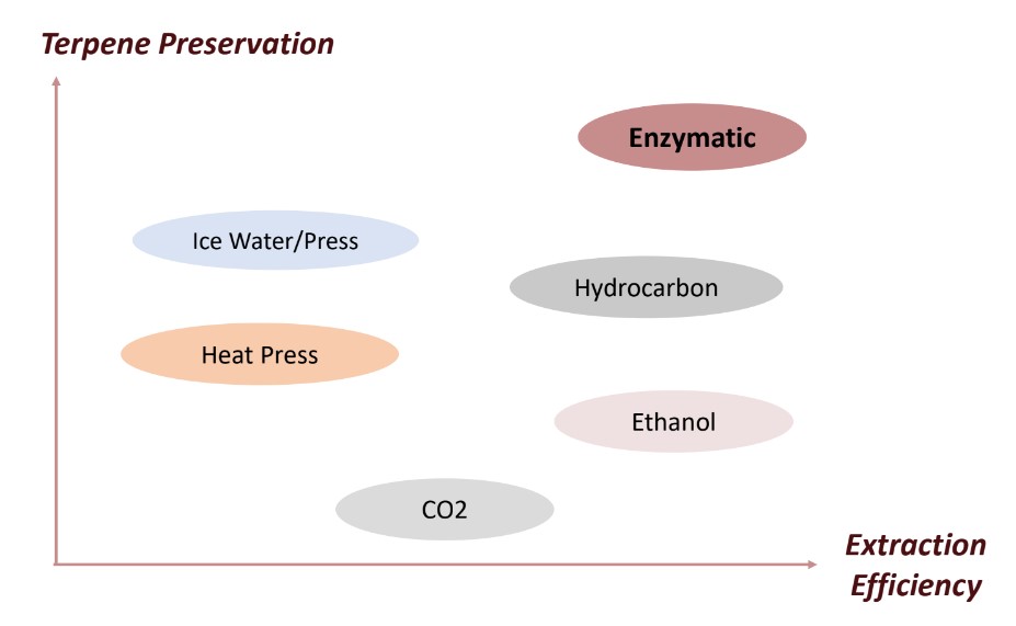 image of infograph demonstrating the superiority of enzymatic extraction for the ultimate terpene preservation