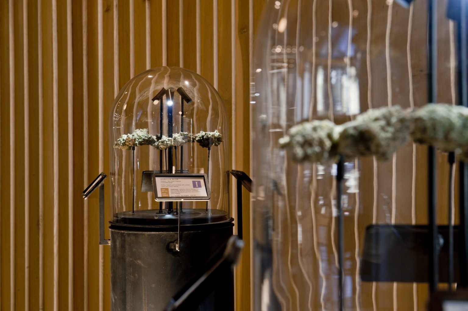 cannabis case displaying sativa strains for energy